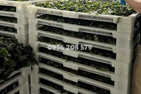 Khay sấy nhựa đa năng 60x80cm – Dùng để sấy lạnh trái cây, sấy hút ẩm thảo mộc cho phòng sấy công suất lớn